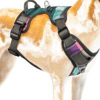 Embark Pets Urban Dog Harness with Leash Clips review