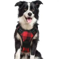 rabbitgoo Comfort Padded No Pull Dog Harness review