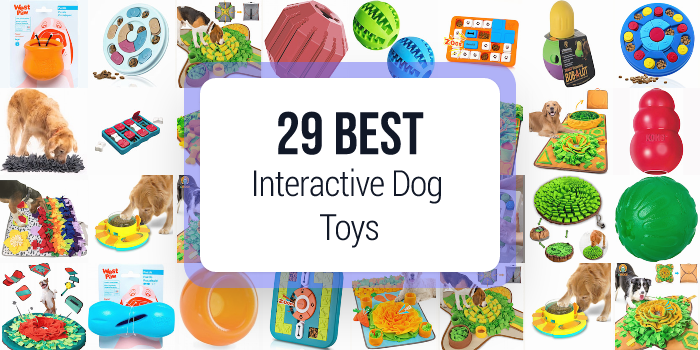 best interactive dog toys