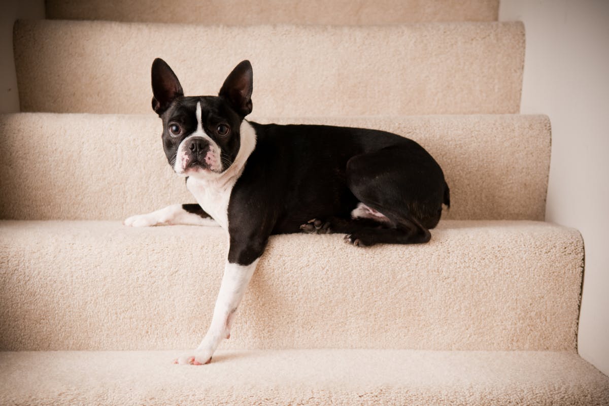 dog gates for stairs