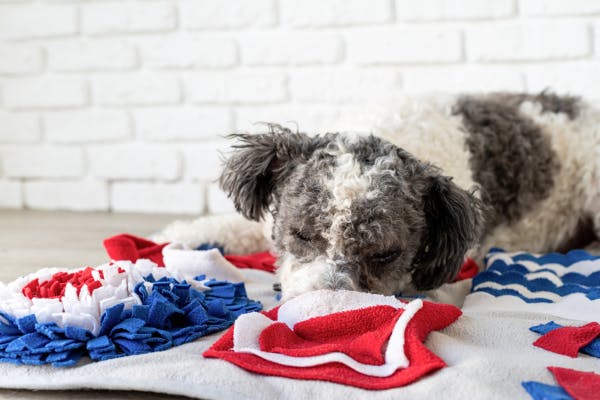 Using Snuffle Mats to Manage Your Dog's Weight and Diet