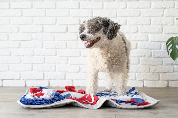 Integrating a Snuffle Mat into Your Dog's Mealtime Routine: Tips and Tricks