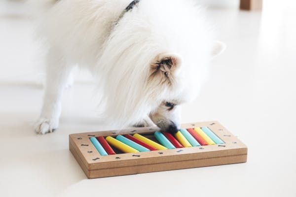 How Interactive Puzzle Toys Help Stimulate Your Dog's Brain