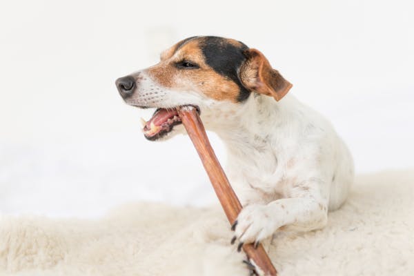 Secrets of Bully Sticks: Benefits, Safety, and Selection Tips for Your Dog