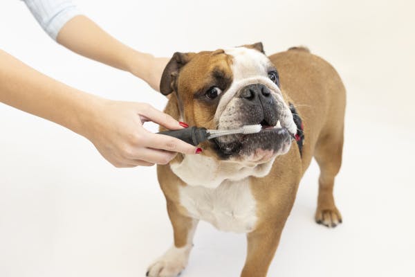 How to Monitor Your Dog's Oral Health and Recognize Signs of Dental Issues