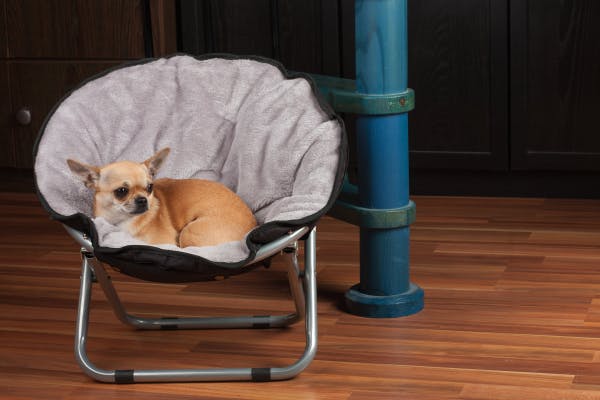 The Advantages and Benefits of Raised Dog Beds