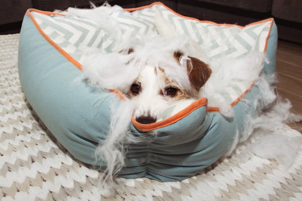 How to Clean and Maintain Your Dog's Orthopedic Bed for Longevity