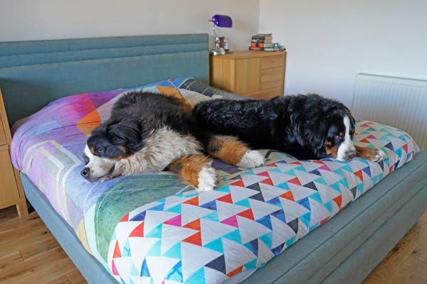 All of the different styles and materials available for large dog beds