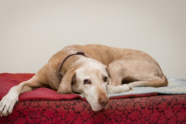 How Orthopedic Dog Beds Help Dogs with Arthritis