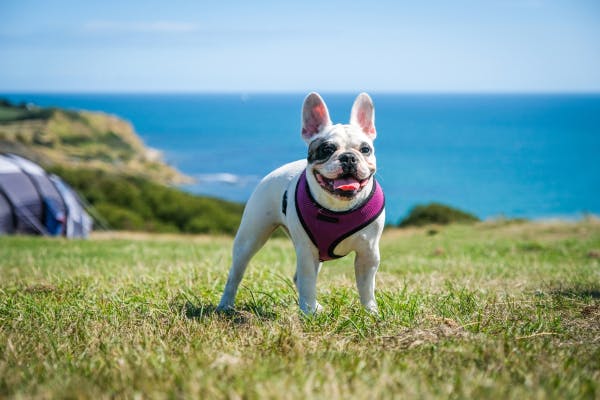 Advantages and Disadvantages of No Pull Dog Harnesses