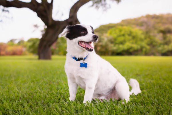 Martingale Collars for Dogs: Advantages, How to Use, and Safety