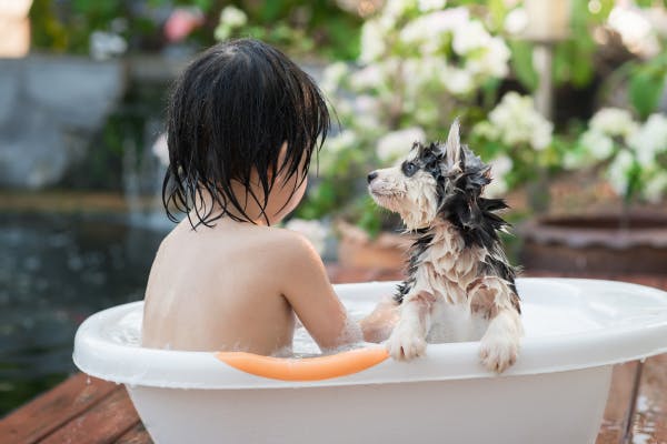 Shampooing pour chien à l'avoine: Les avantages, comment l'utiliser, et de quoi être prudent