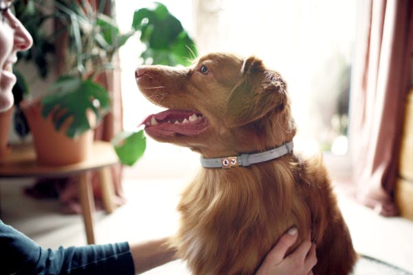 Bon et mauvais des colliers anti-puces pour chiens: collier chimique ou naturel?