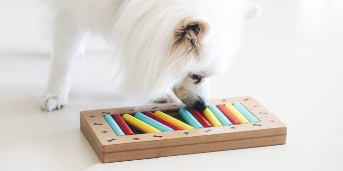 Mejores Juguetes Interactivos para Perros - Beneficios Mentales y Físicos para tu Mascota