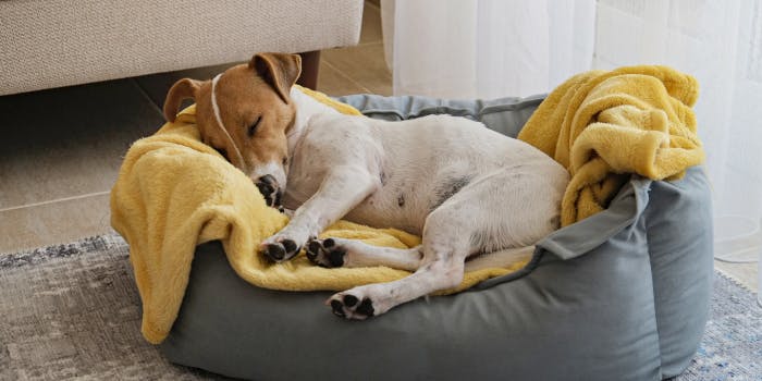 Mejores camas para perros - Encontrar la cama perfecta para su mascota