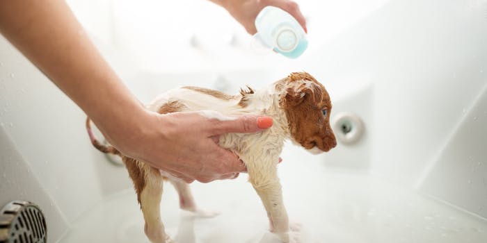 "Guide ultime du meilleur shampooing pour chien"