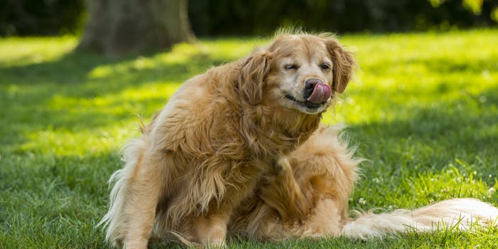 Guía definitiva para el mejor tratamiento de pulgas para perros