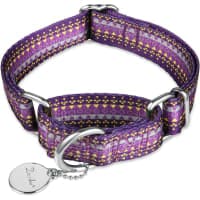 Dazzber Heavy Duty No Pull Martingale Dog Collar review