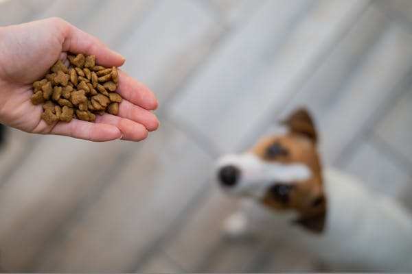 How to Choose the Perfect Dog Training Treats: Tips and Tricks for Success