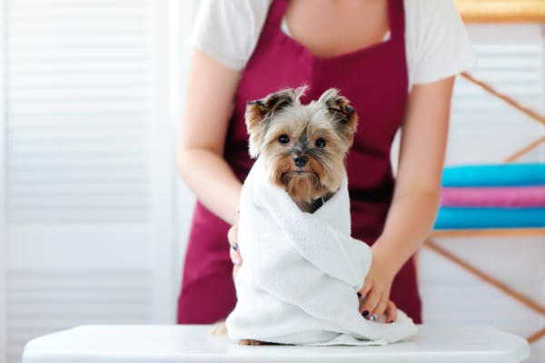 Dry Dog Shampoo: How it Works, Advantages, Disadvantages and Safety