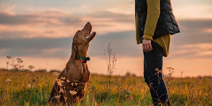 The Best Dog Collars for Your Canine Companion 