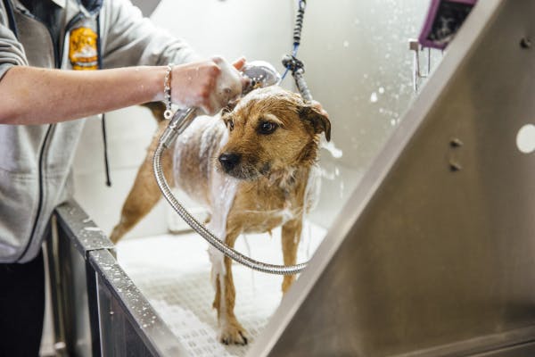 Una mirada en profundidad a los champús medicados para perros: sus propósitos, tipos y cómo aplicarlos