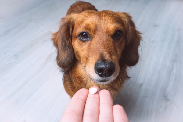 Bueno y Malo de las Píldoras de Pulgas para Perros: Pros y Contras